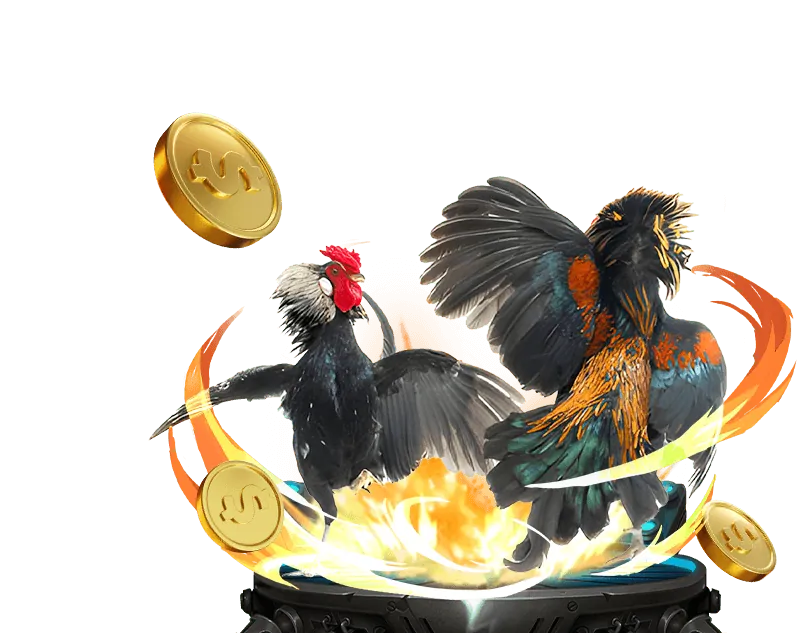 Chơi Đá gà kv888 có trách nhiệm